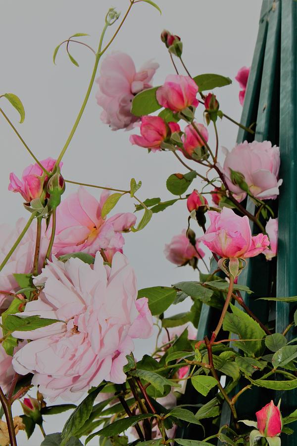 Delightful Pink Roses Photograph by Loretta S