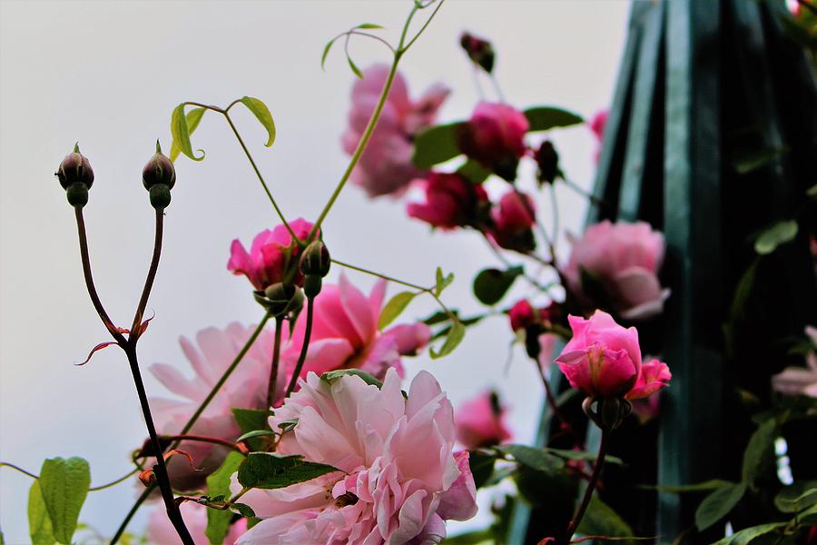 Delightful Roses Photograph by Loretta S
