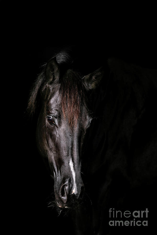 Delilah on Black Photograph by Terri Cage