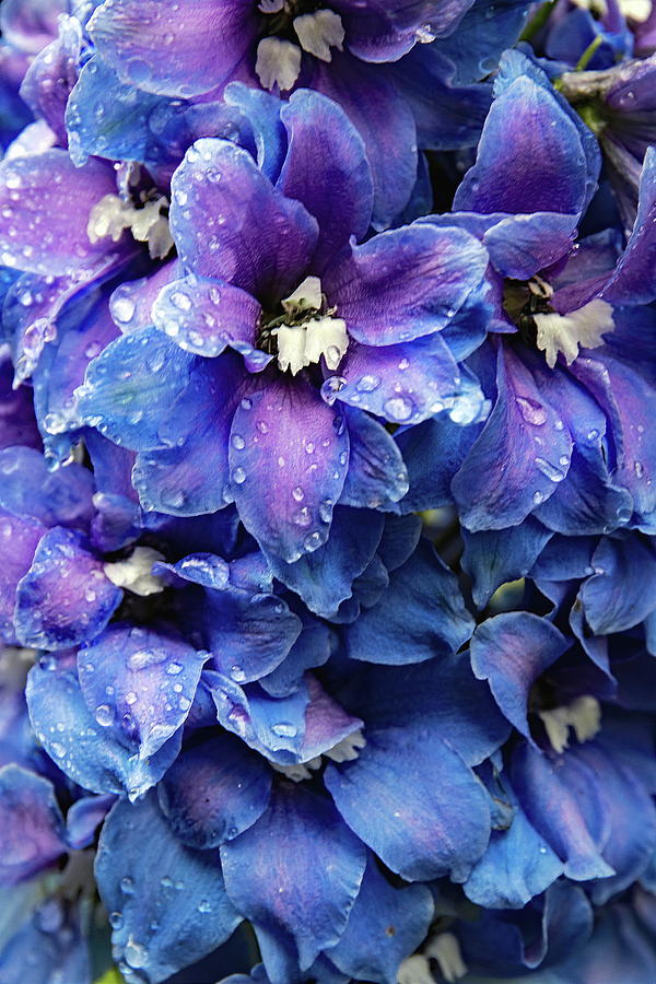 Delphinium And Raindrops Photograph by Jeff Townsend