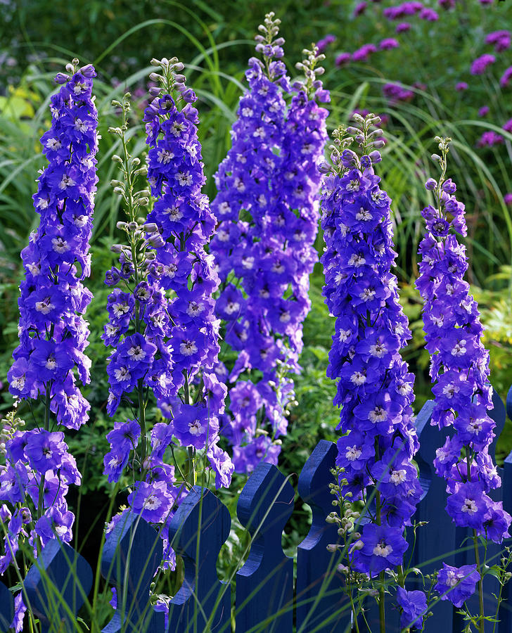 Delphinium Elatum 'bluebird' Larkspur Photograph By Friedrich Strauss 