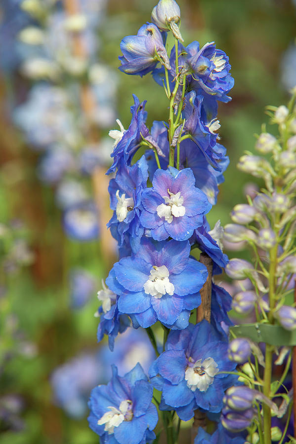 Delphinium Elatum Cobalt Dreams Photograph by Jenny Rainbow - Pixels