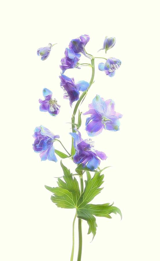 Flower Photograph - Delphinium by Fangping Zhou