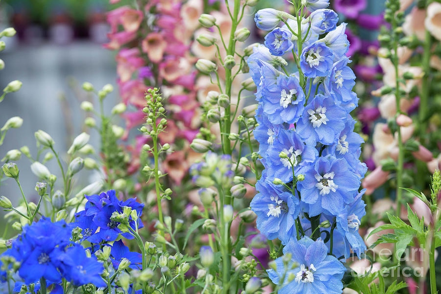 Flower Photograph - Delphinium Magic Fountains Sky Blue White Bee by Tim Gainey