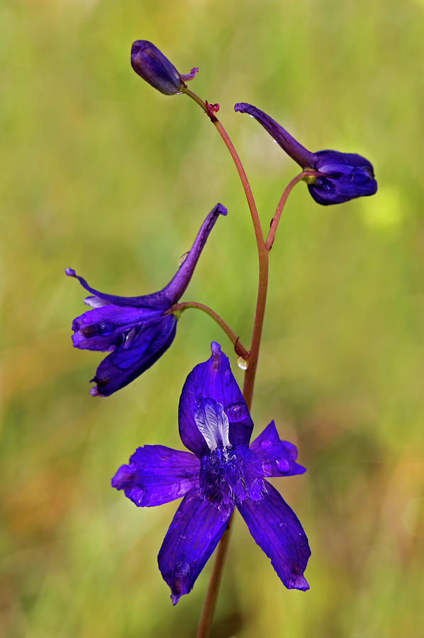Delphinium  Rough & Ready Botanical Photograph by Nhpa