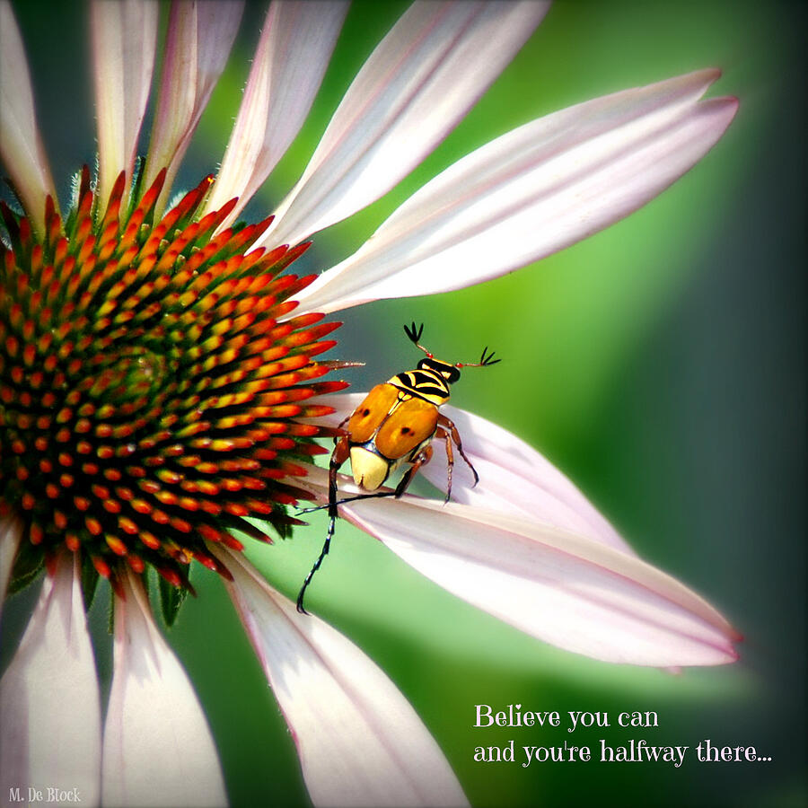 Delta Flower Beetle on Echinacea Photograph by Marilyn DeBlock