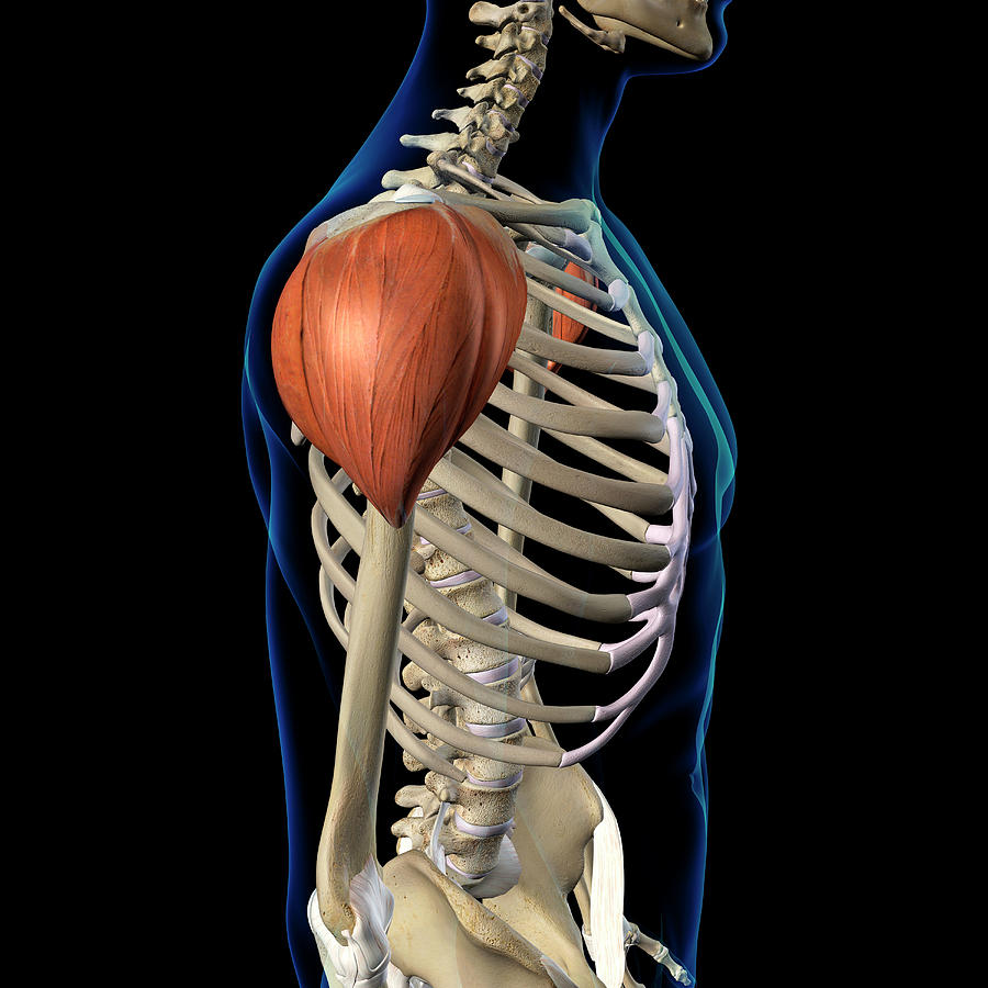 Deltoid Muscles Isolated In Lateral Photograph by Hank Grebe
