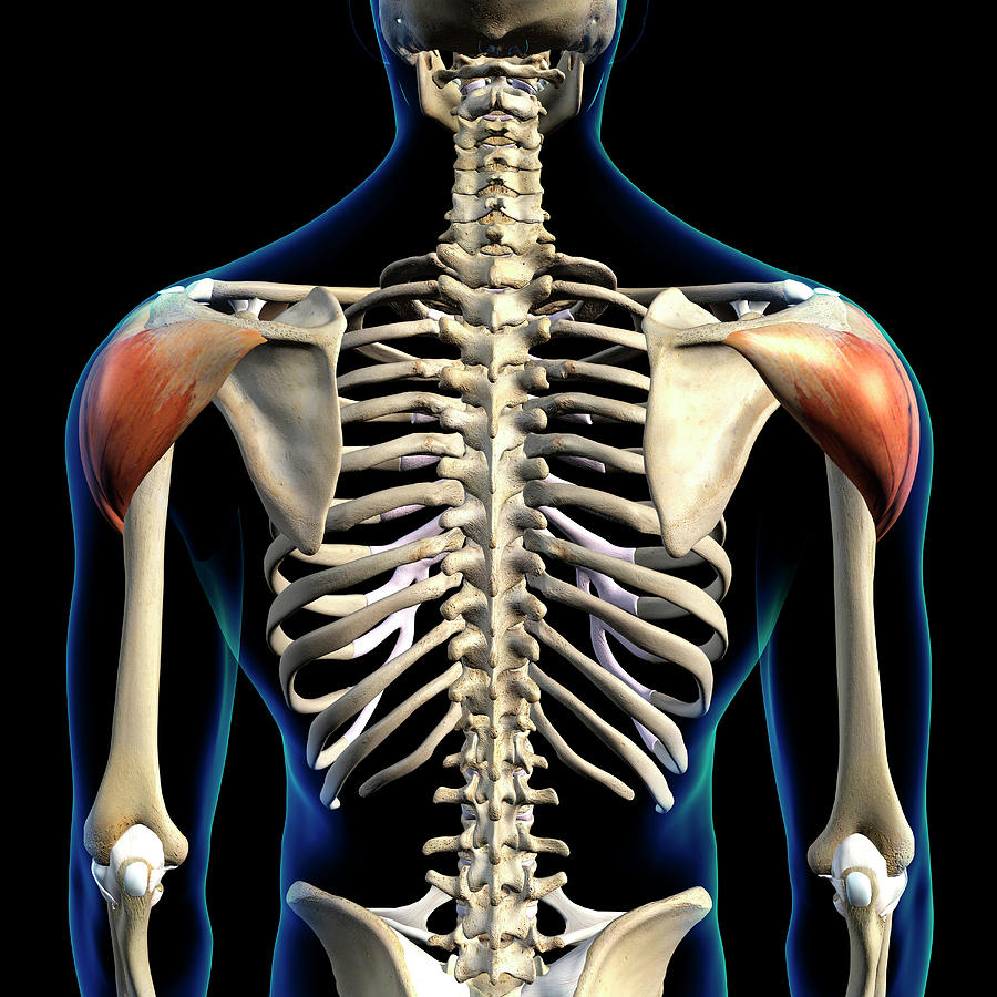 Deltoid Muscles Isolated In Posterior Photograph by Hank Grebe