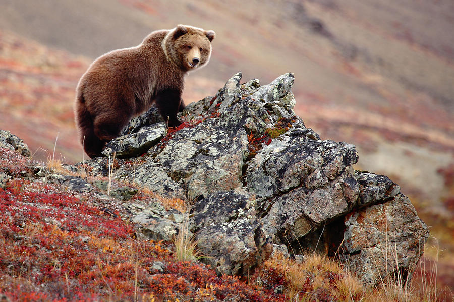 Denali Brown Bear Photograph by Image Courtesy Of Jeffrey D. Walters