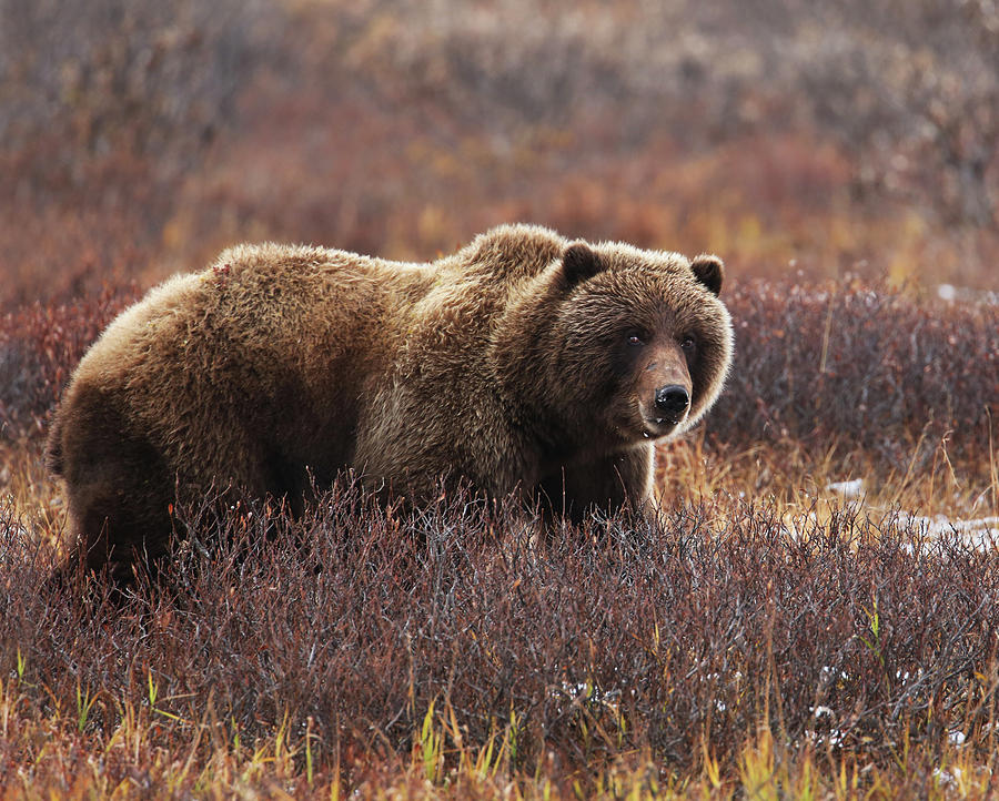 Denali Grizzly Bear Photograph by Fred Hood - Fine Art America