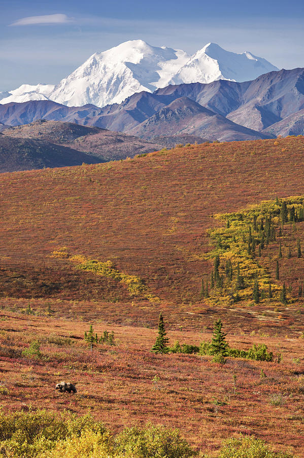 Denali Grizzly Photograph by Tim Newton Denali Grizzly Photograph by Tim Newton