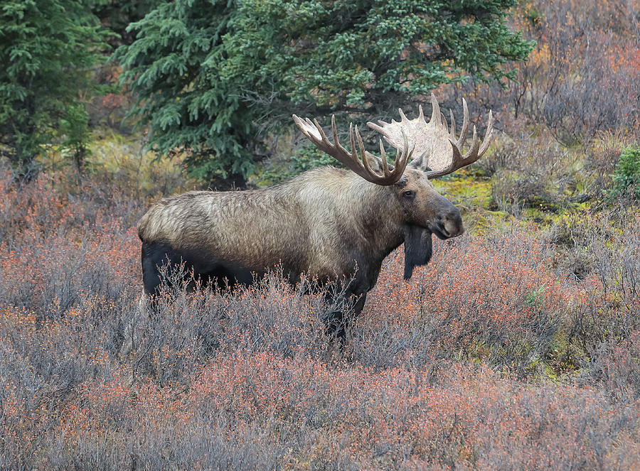Denali Park Bull Moose Photograph