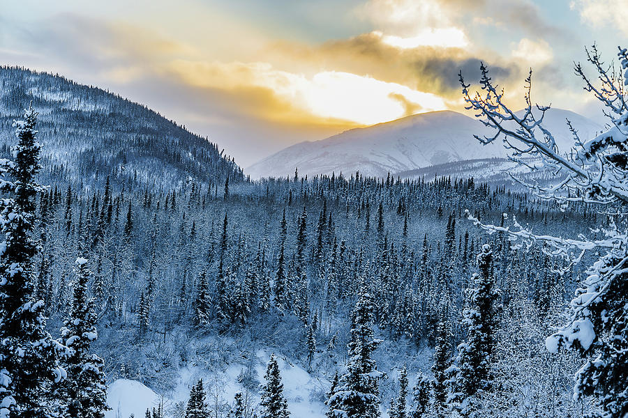 Denali Winter Wonderland Photograph by Kathy Cross - Fine Art America