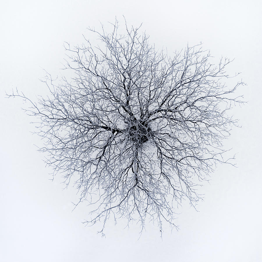 Tree Photograph - Dendrites by Branko Markovic