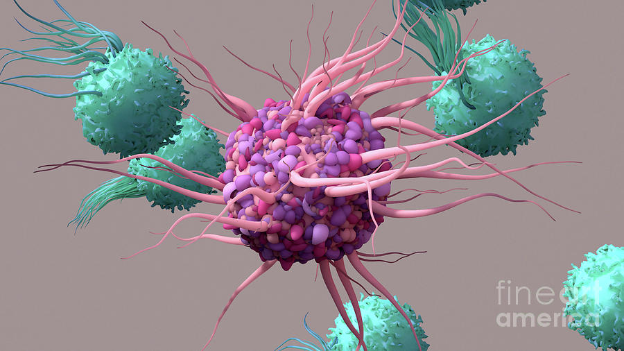Dendritic Cell Activating T-cells Photograph by Design Cells/science Photo Library