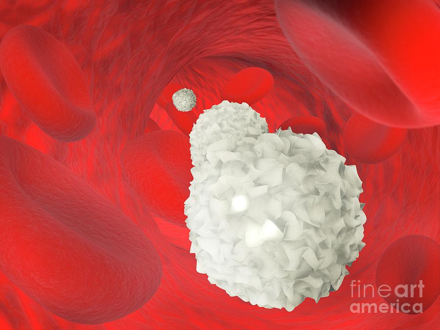 Dendritic Cell And Red Blood Cells Photograph by Ramon Andrade 3dciencia/science Photo Library
