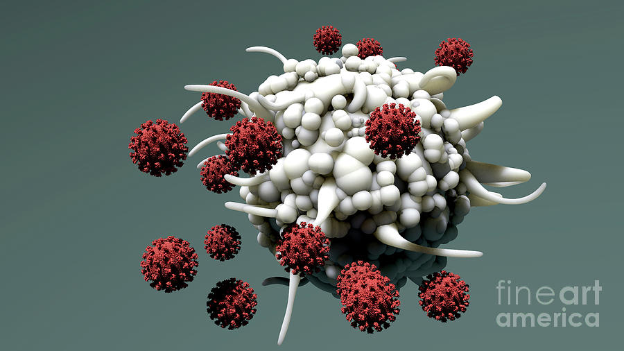 Dendritic Cell And Virus Particles Photograph by Design Cells/science Photo Library