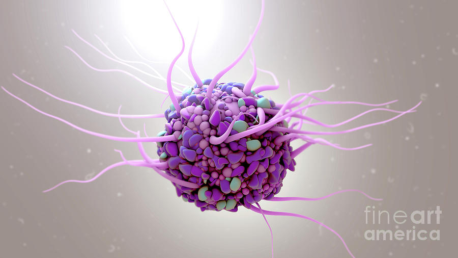 Dendritic Cell Photograph by Design Cells/science Photo Library