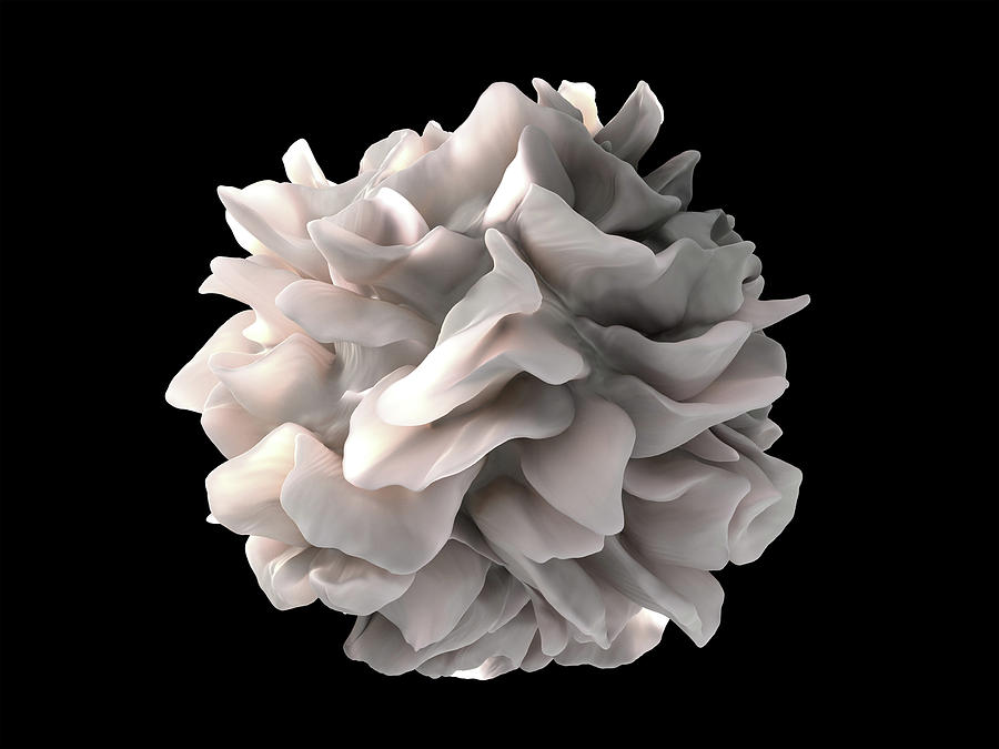Dendritic Cell  Photograph by Doc Braham
