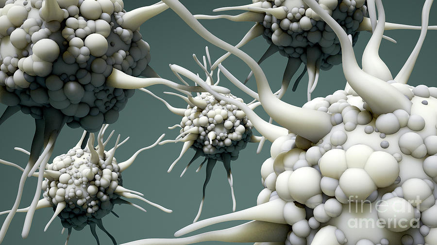 Dendritic Cells Photograph by Design Cells/science Photo Library