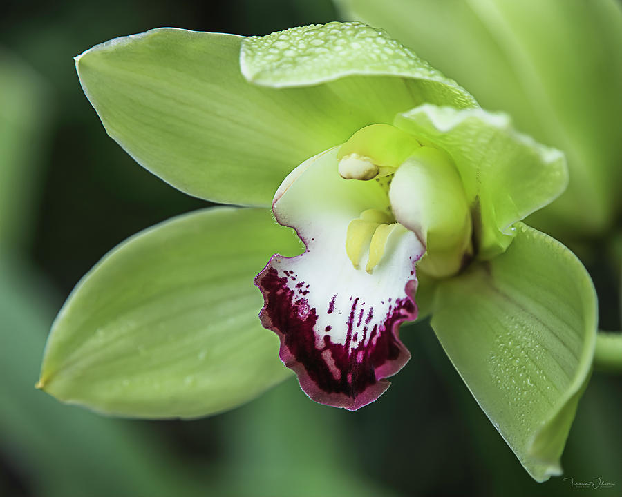 Dendrobian Orchid in the Rain by TL Wilson Photography Photograph by Teresa Wilson