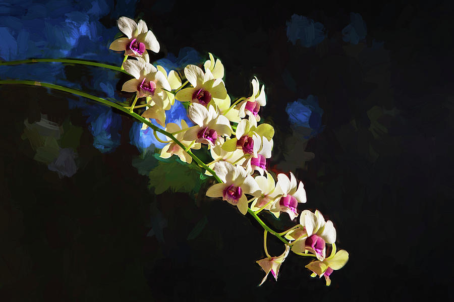 Dendrobium Orchids 101 Photograph by Rich Franco