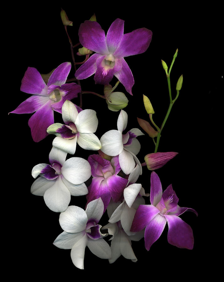 Dendrobium Orchids Painting - Dendrobium Orchids by Susan S. Barmon