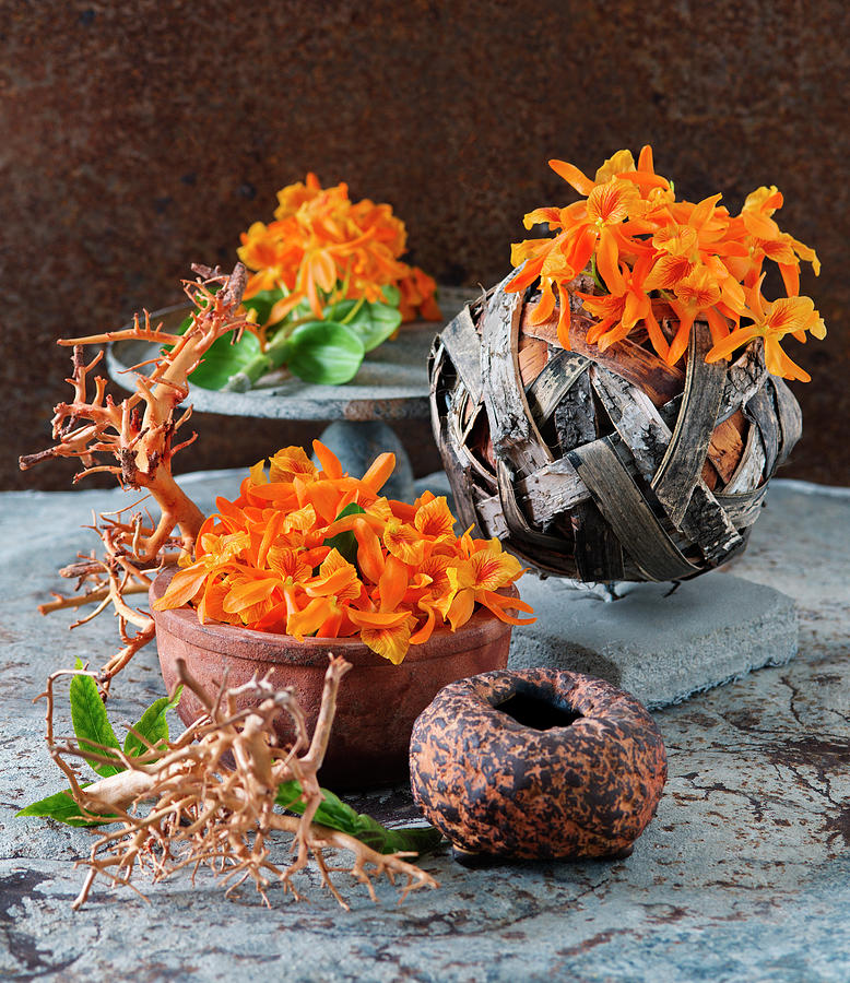 Dendrobium Stardust Flowers In Bowls Photograph by Alena Hrbkov