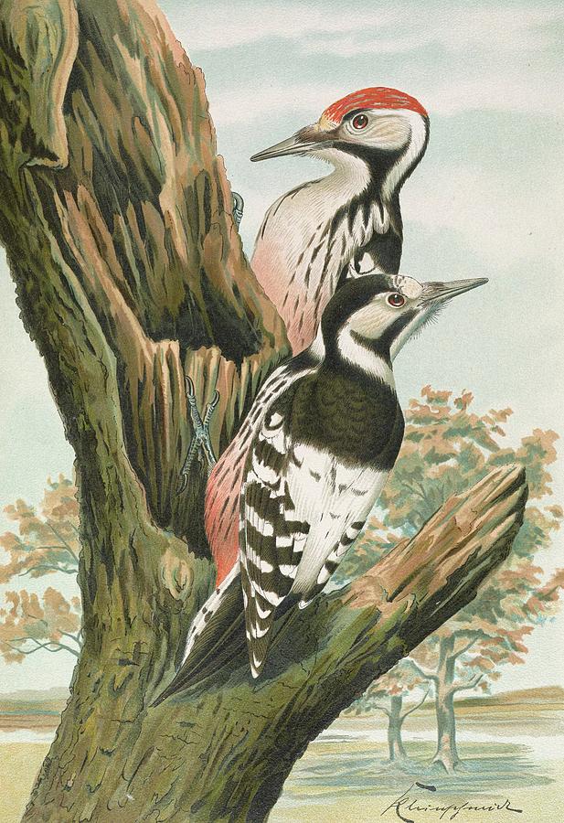 Bird Painting - Dendrocopus Leuconotus by Johann Friedrich Naumann