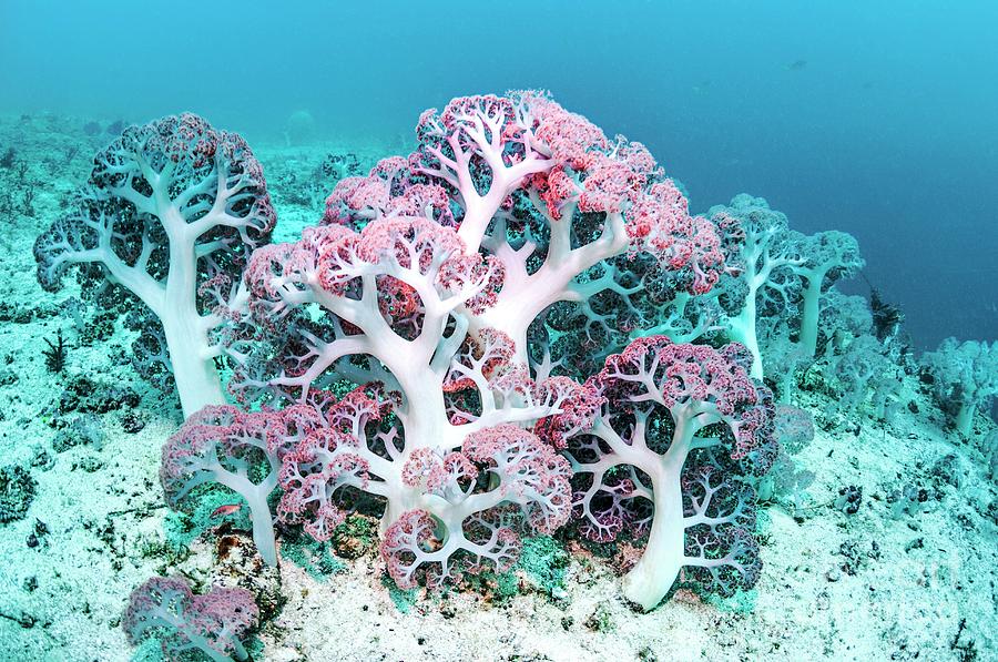 Dendronephthys Soft Coral Photograph By Georgette Douwma/science Photo ...