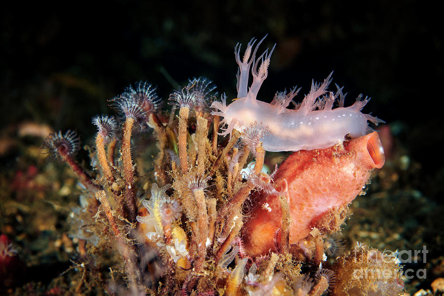 Wildlife Photograph - Dendronotus Nudibranch Crawling On Tube Worms by Alexander Semenov/science Photo Library