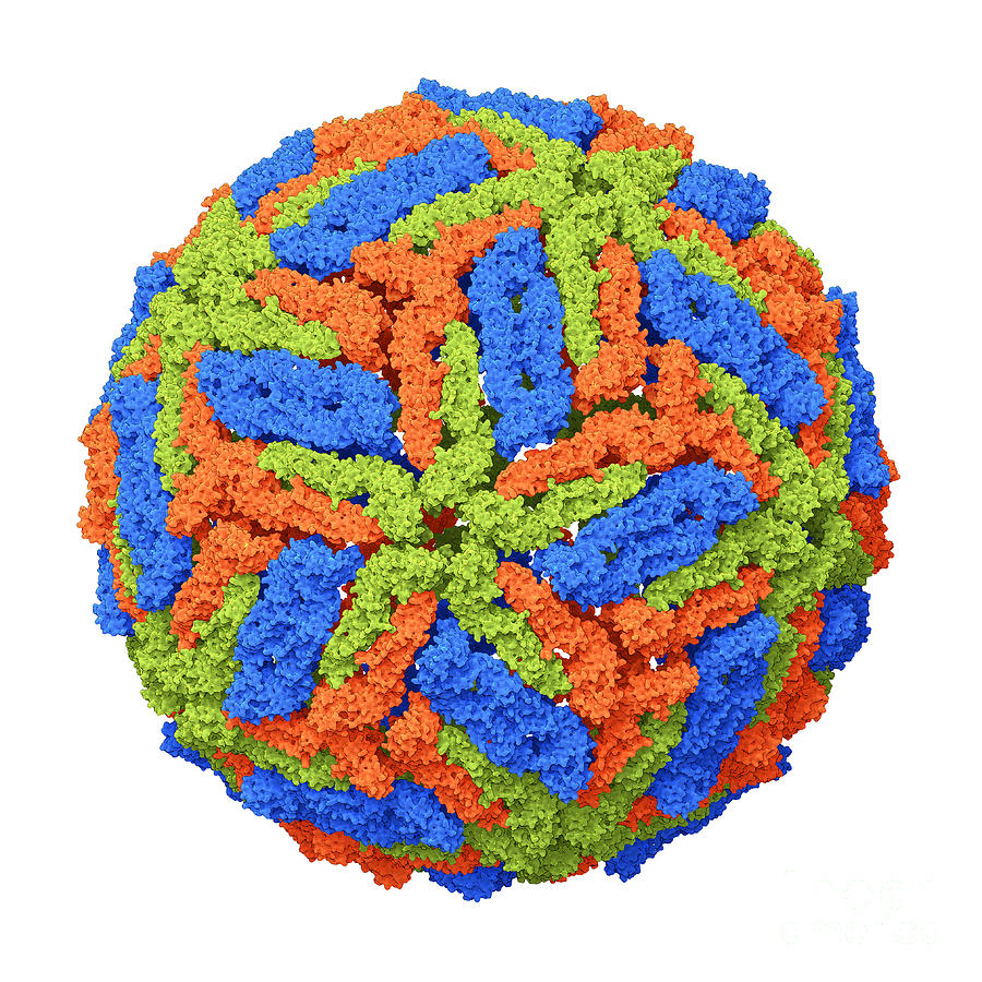 Dengue Virus Capsid Photograph by Carlos Clarivan/science Photo Library ...