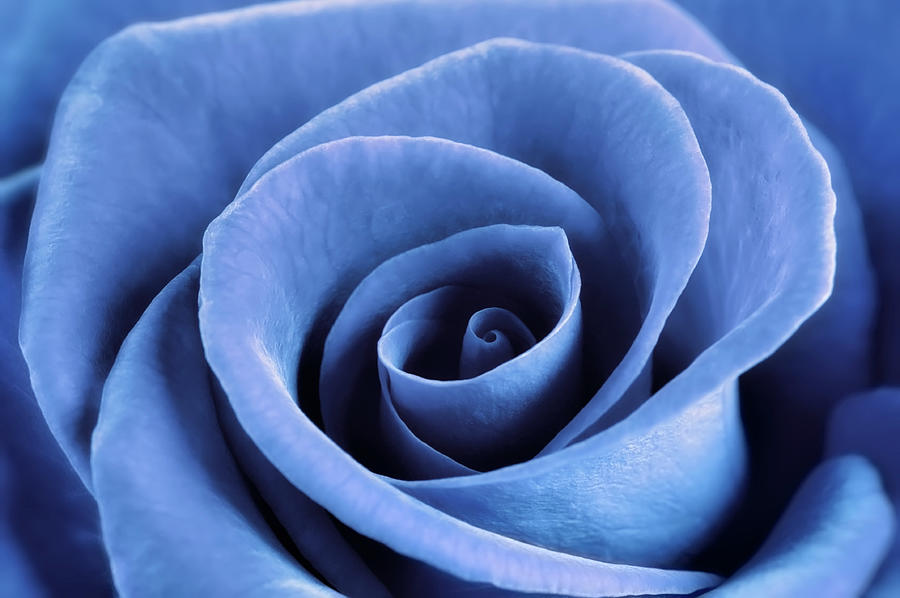 Summer Photograph - Denim Blue Rose by Cora Niele