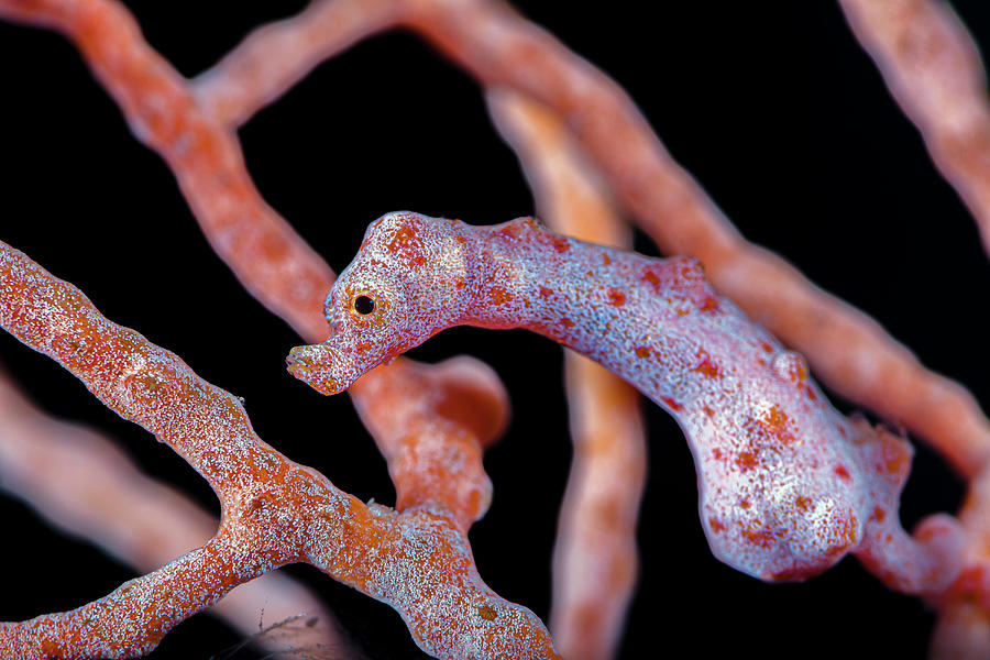 Denises Pygmy Seahorse Hippocampus Photograph by Bruce Shafer