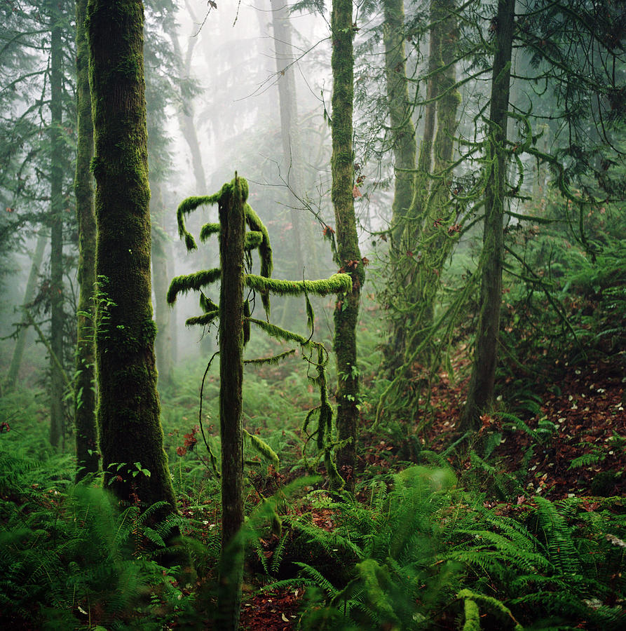 Dense And Mossy Forest Scene Photograph by Danielle D. Hughson