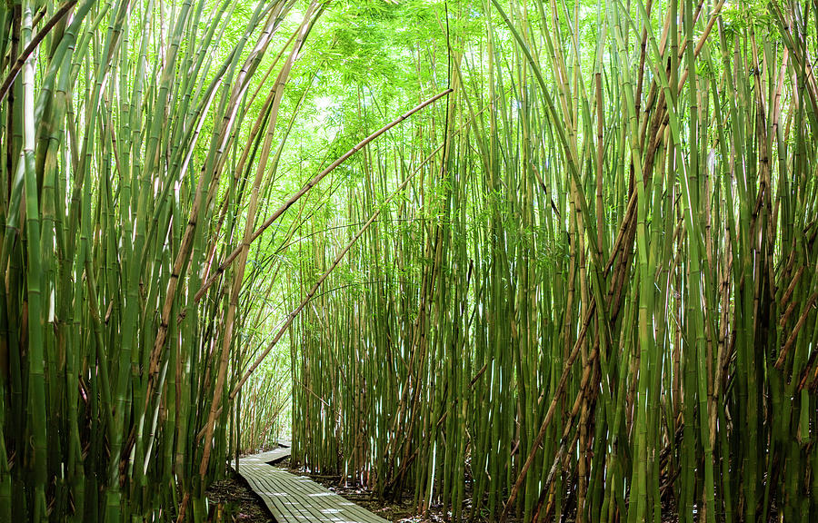 Dense Bamboo Forest