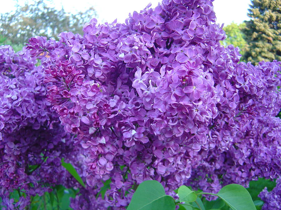 Dense Cluster of Lilacs Photograph by Boyd Carter