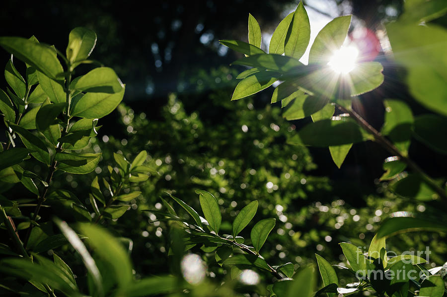 Dense foliage of green leaves illuminated by the sun, background Photograph by Joaquin Corbalan