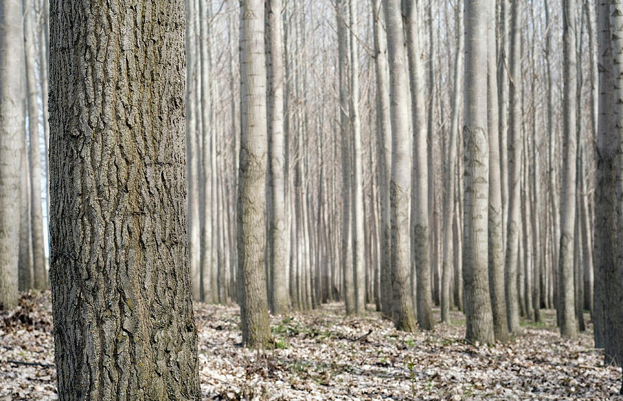 Dense Wood Of Leafless Poplar Trees Photograph by Danielle D. Hughson