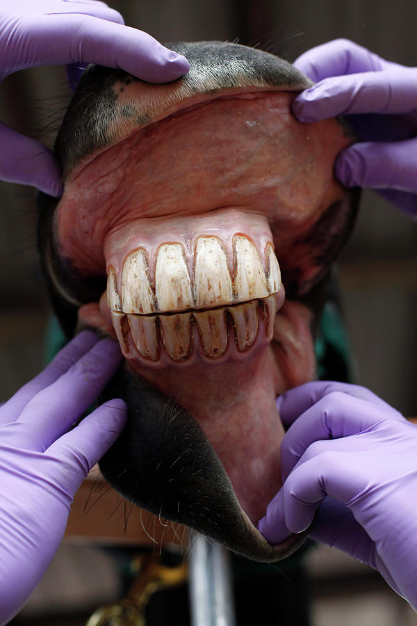 Dentists Present the Teeth of a Horse Photograph by John Vizcaino