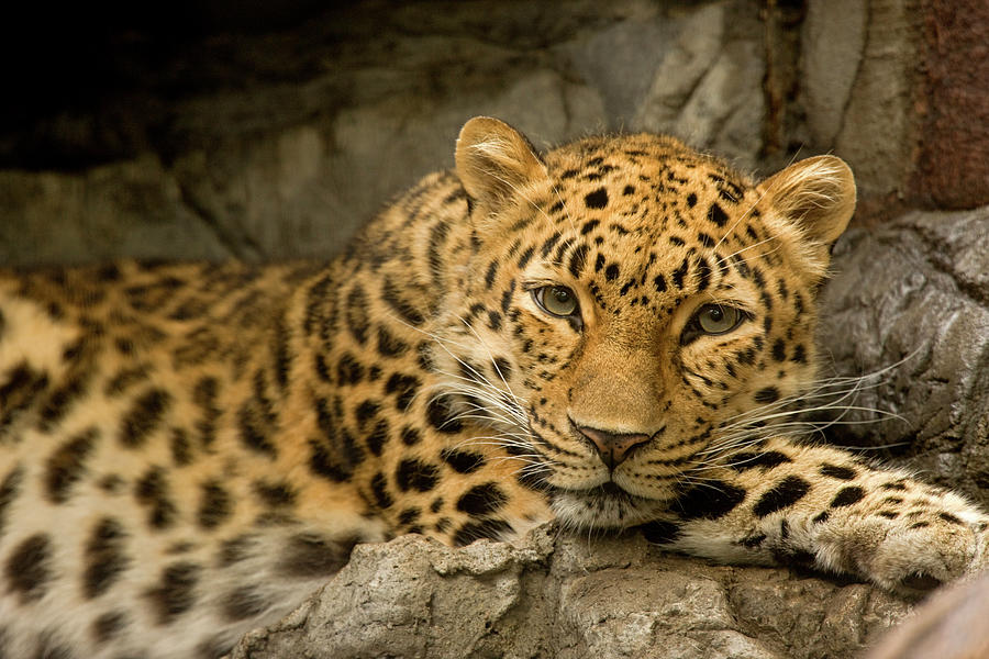 Animal Digital Art - Denver Zoo Snow Leopard 6573 by Mike Jones Photo