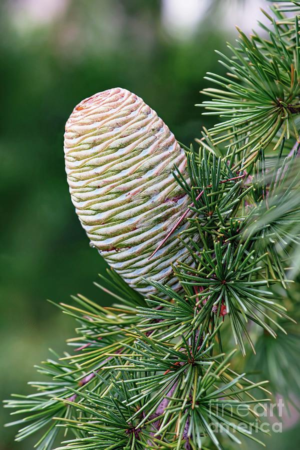 Deodar Cedar (cedrus Deodara) Photograph by Dr. Nick Kurzenko/science Photo Library