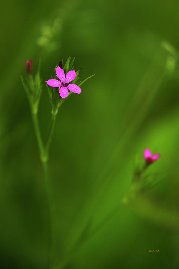Flower Photograph - Deptford Pink by Christina Rollo