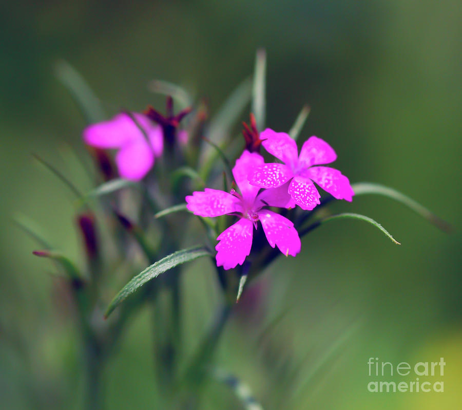 Deptford Pink Wildflower Photograph by Kerri Farley