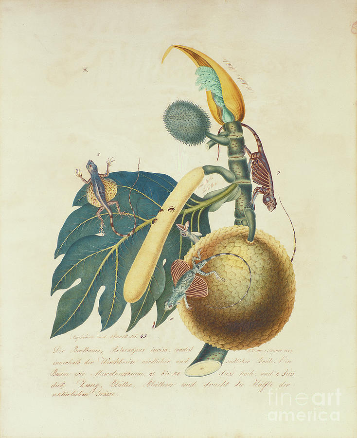 Der Broadbaum..., 1847 Painting by Aloys Zotl