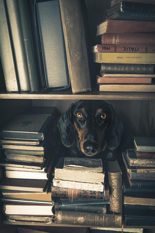 Dog Photograph - Der Kleine Bibliothekar - Little Librarian by Heike Willers