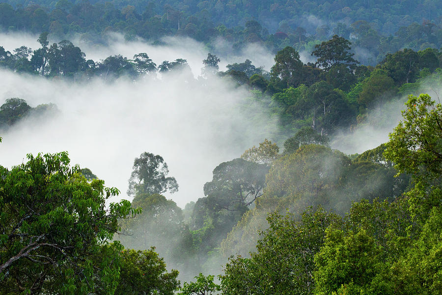 Deramakot Rainforest, Sabah Photograph by Sebastian Kennerknecht