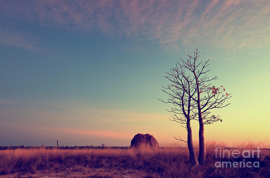 Boab Photograph - Derby Mudflats At Sunset by Melbrackstone Boab Photograph - Derby Mudflats At Sunset by Melbrackstone