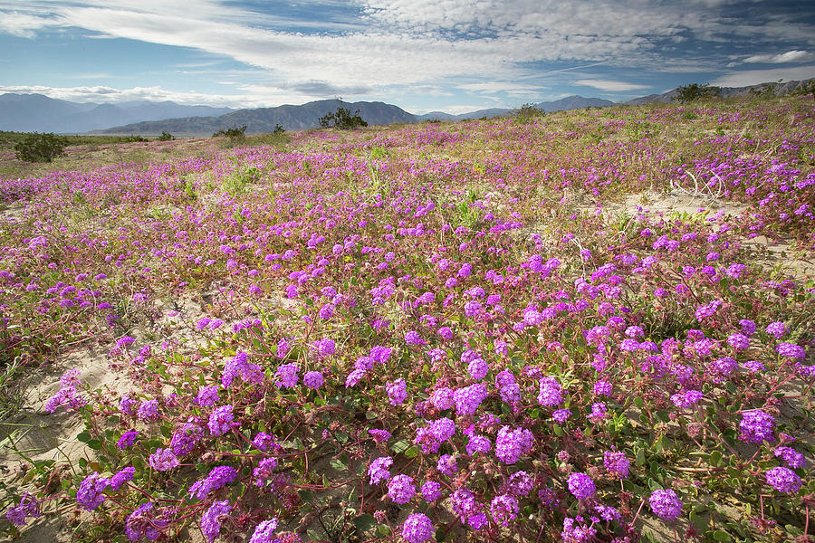 Desert Bloom 5 Photograph by Ryan Weddle