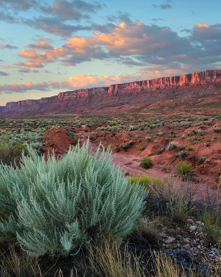 Desert And Cliffs, Vermilion Cliffs Nm, Arizona  by Tim Fitzharris